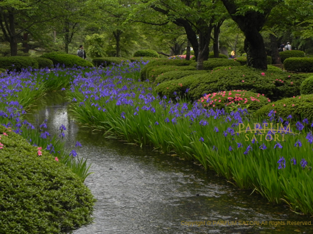 130528兼六園花菖蒲3.jpg