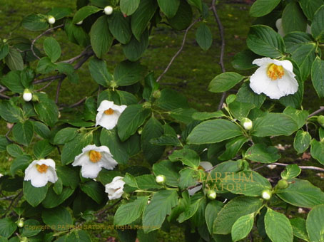 ナツツバキ 娑羅樹（シャラノキ） Stewartia pseudocamellia Maxim