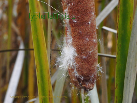 ガマ 蒲の穂typha Latifolia L パルファン サトリの香り紀行