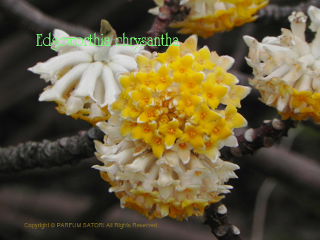 ミツマタ 三叉 Edgeworthia Chrysantha パルファン サトリの香り紀行 ミツマタ 三叉 Edgeworthia Chrysantha パルファン サトリの香り紀行