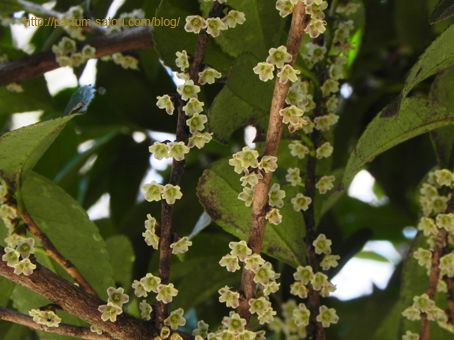 ヒサカキ Eurya Japonica パルファン サトリの香り紀行