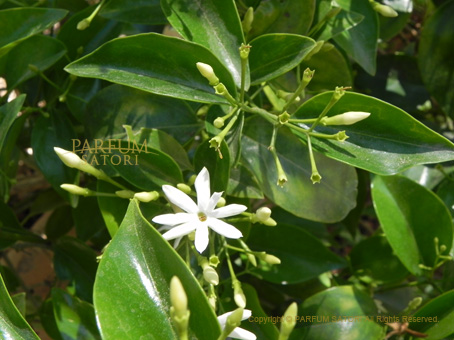 140619botanicgarden3jasmine.jpg