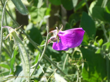 140619botanicgarden6.jpg