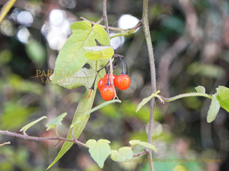 冬の赤い実 ヒヨドリジョウゴ 鵯上戸 Solanum Lyratum パルファン サトリの香り紀行