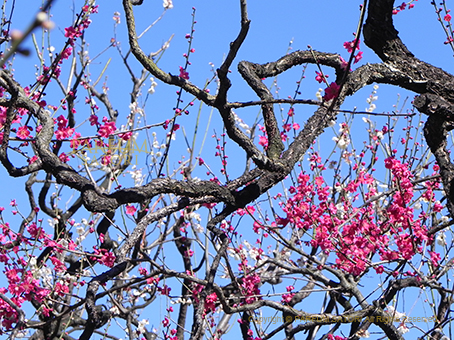 150310紅白梅1.jpg