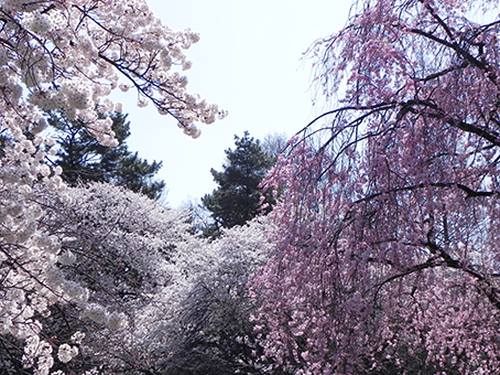150403桜の園.jpg