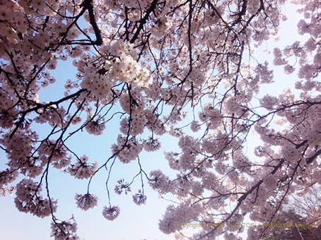 150403桜の園2.jpg