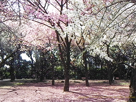 150403桜吹雪.jpg