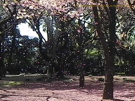 150403桜吹雪3.jpg
