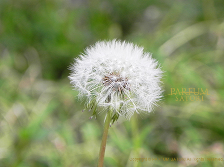 たんぽぽの種 タンポポ 蒲公英 dandelion - パルファン サトリの香り紀行