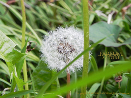 たんぽぽの種 タンポポ 蒲公英 dandelion - パルファン サトリの香り紀行