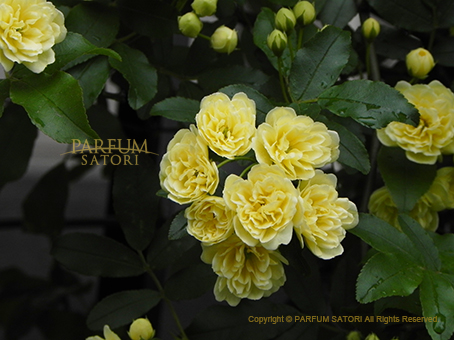 モッコウバラ 木香薔薇 Rosa Banksiae パルファン サトリの香り紀行 モッコウバラ 木香薔薇 Rosa Banksiae パルファン サトリの香り紀行