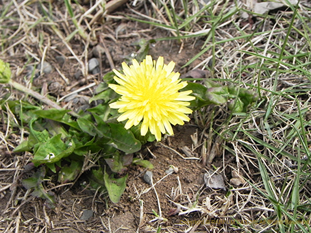 たんぽぽの種 タンポポ 蒲公英 dandelion - パルファン サトリの香り紀行
