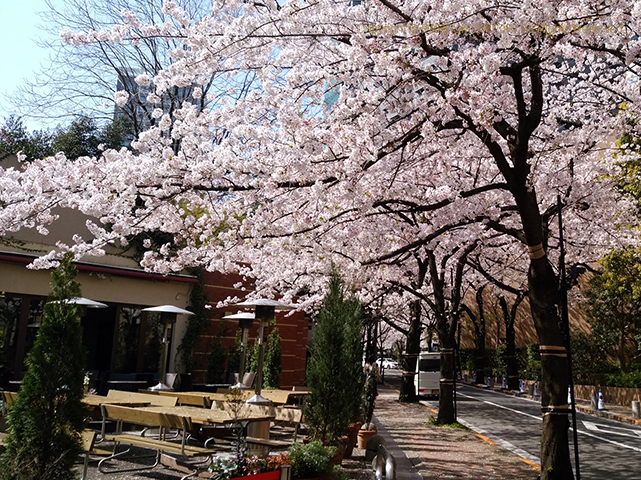 アークヒルズ裏の桜並木、さくら坂