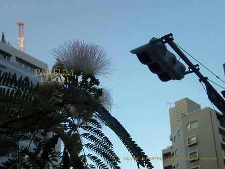 20110909ネム.jpg