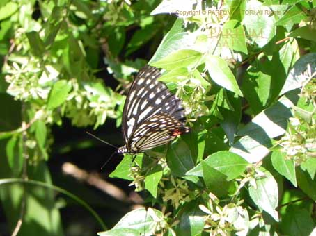20110924アゲハ.jpg