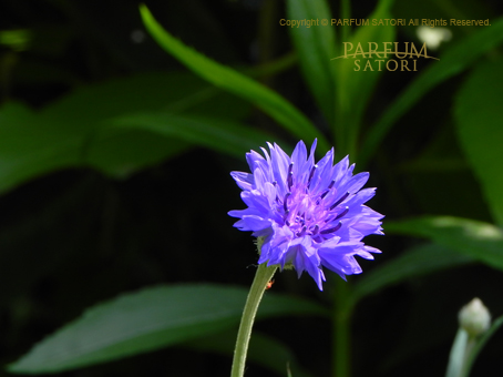 矢車菊 コーンフラワー Centaurea cyanus - パルファン サトリの香り紀行
