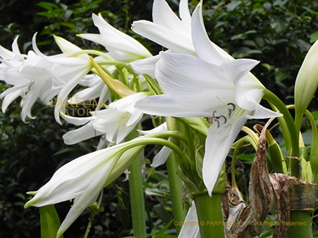 アフリカハマユウ インドハマユウ Crinum Bulbispermum パルファン サトリの香り紀行