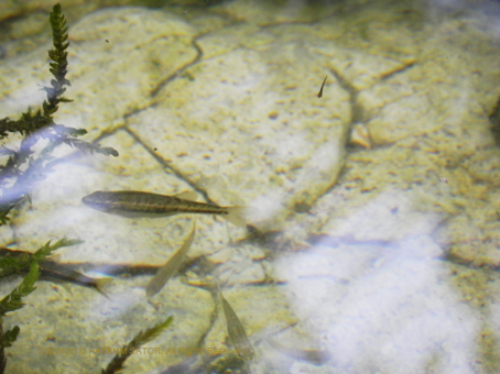 201507010Ardèche26魚.jpg