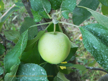 20150710Ardèche-11apple.jpg