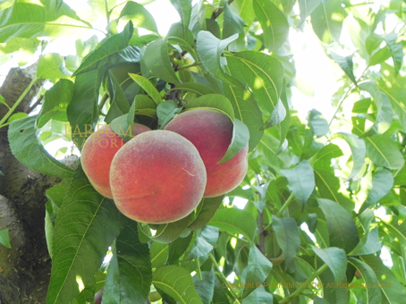 20150710Ardèche12peach.jpg