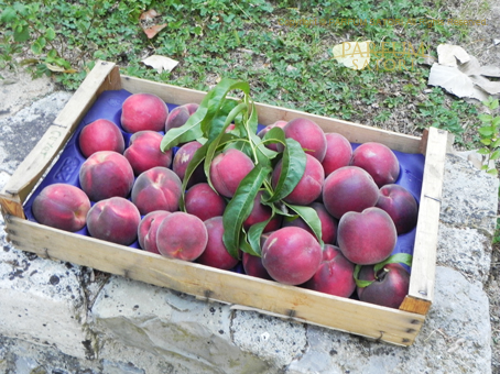 20150710Ardèche14peach.jpg