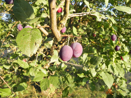 20150710Ardèche6plum.jpg