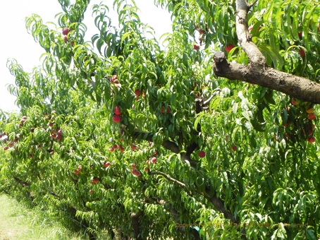 20150710Ardèche7.jpg