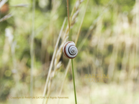 201507Ardèche_27katatsumuri.jpg