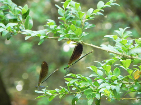 201507Ardèche_dragonfly1.jpg