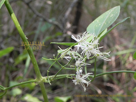センニンソウ 仙人草 Clematis Terniflora パルファン サトリの香り紀行 センニンソウ 仙人草 Clematis Terniflora パルファン サトリの香り紀行