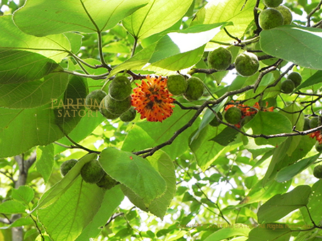 カジノキ 梶の木① Broussonetia papyrifera - パルファン サトリの香り紀行