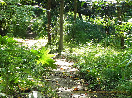 20151003森.jpg