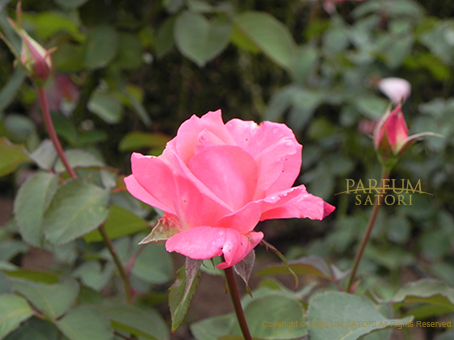 20151010芳香バラ　芳純.jpg