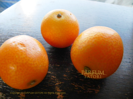 金柑（きんかん）Fortunella Kumquat - パルファン サトリの香り紀行