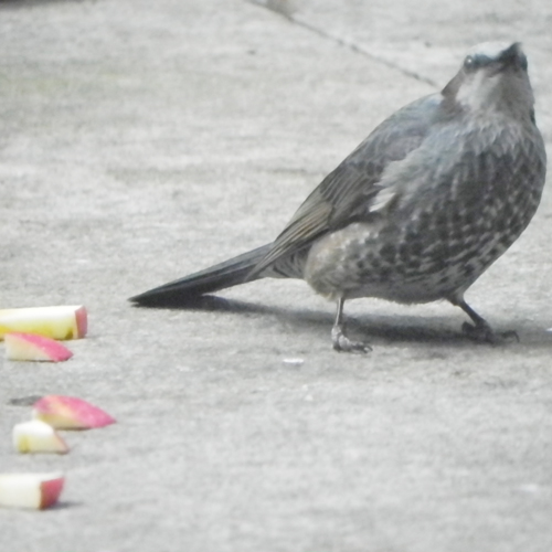 20160222ヒヨドリ4.jpg