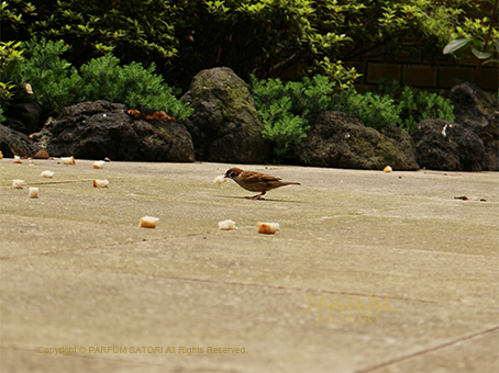 20160511スズメ.jpg