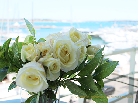 20160601cannes rose5.jpg