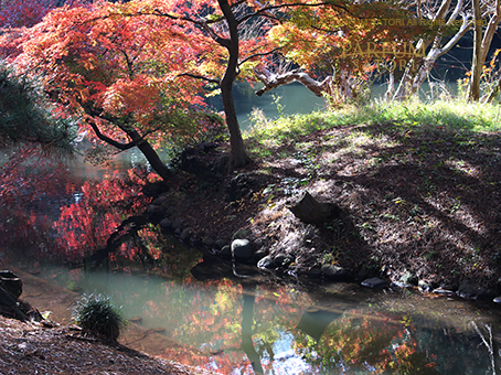 20161125紅葉2.jpg