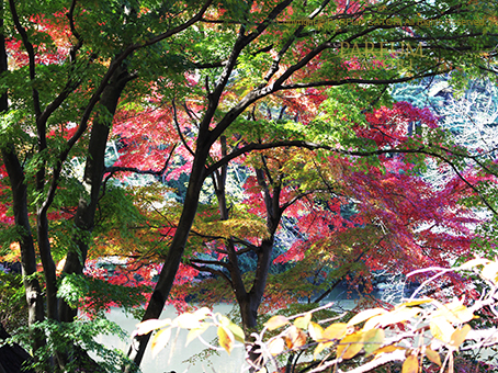 20161125紅葉3.jpg