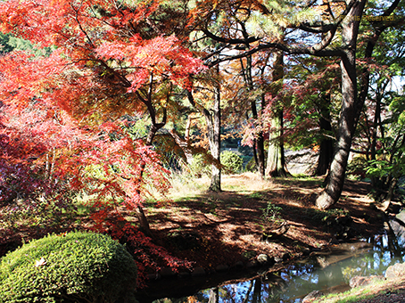 20161125紅葉4.jpg