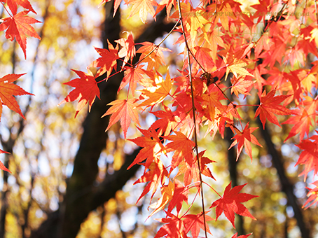 20161208紅葉1.jpg