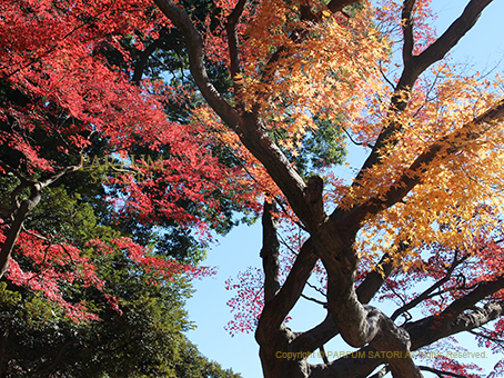 20161208紅葉4.jpg