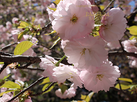 20170413桜一葉.jpg