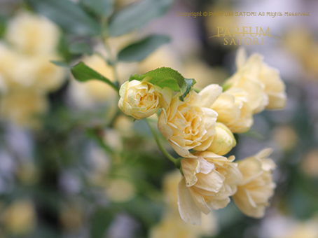 木香薔薇モッコウバラ Rosa Banksiae パルファン サトリの香り紀行
