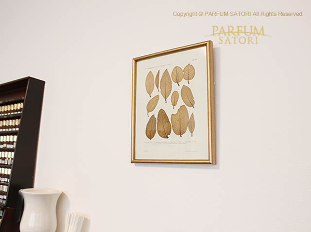 errer 樹脂標本 27種 植物標本 ガラスBOX入り 古道具 アンティーク