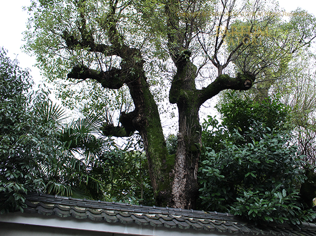 20171028京都 青楠.jpg