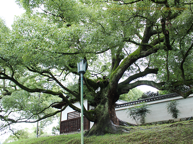 20171028京都 青蓮院 楠.jpg