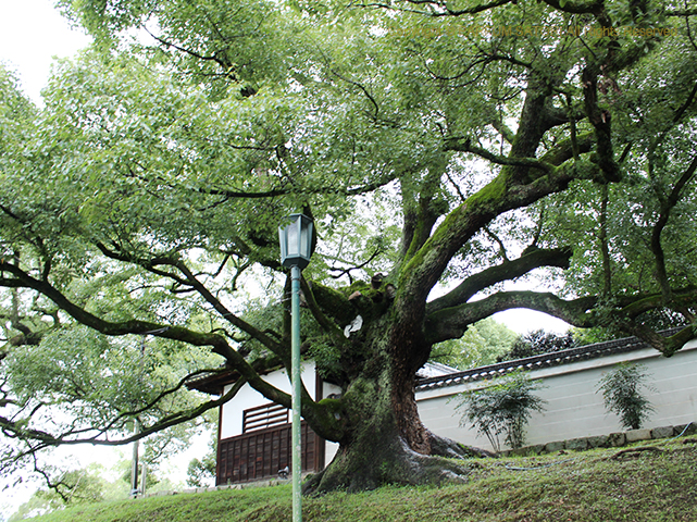 20171028京都　青蓮院　楠.jpg