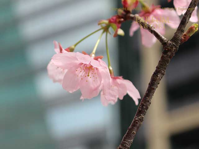 20180326さくら　陽光3.jpg